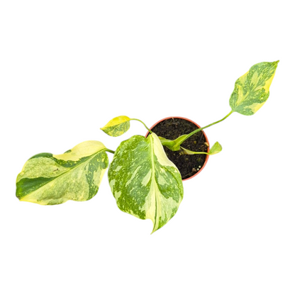 Live sale plant 142 Monstera Electro Light