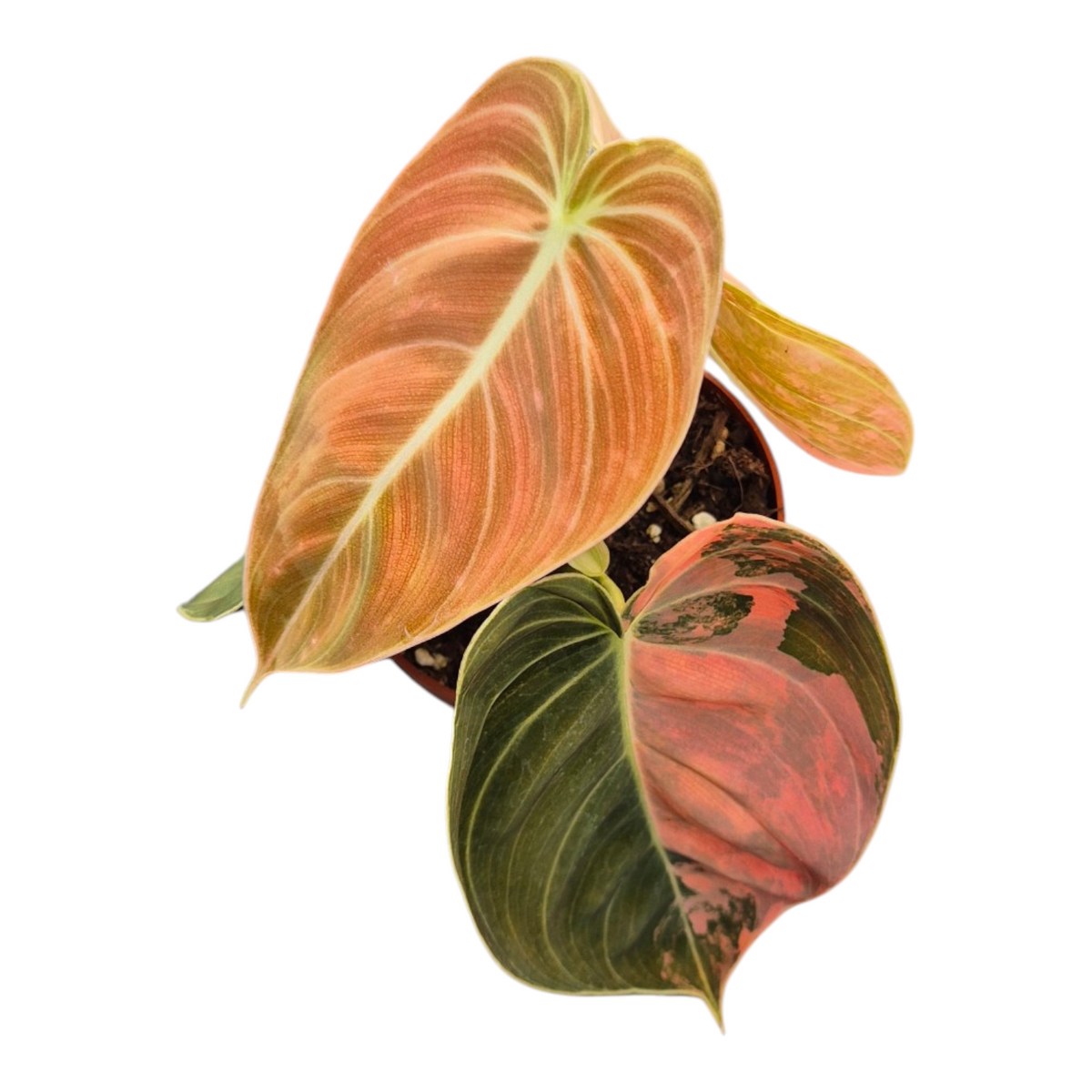 Live sale plant 143 Philodendron Melanochrysum Orange Variegata