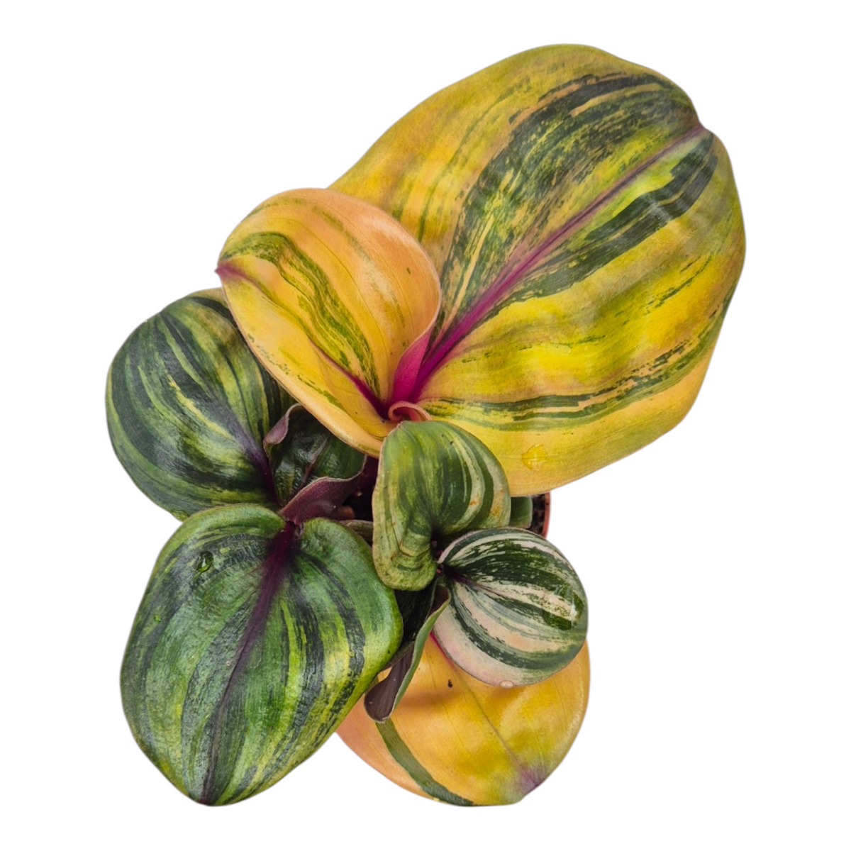 Live sale plant 144 Geogenanthus Ciliatus "Aura Flame"