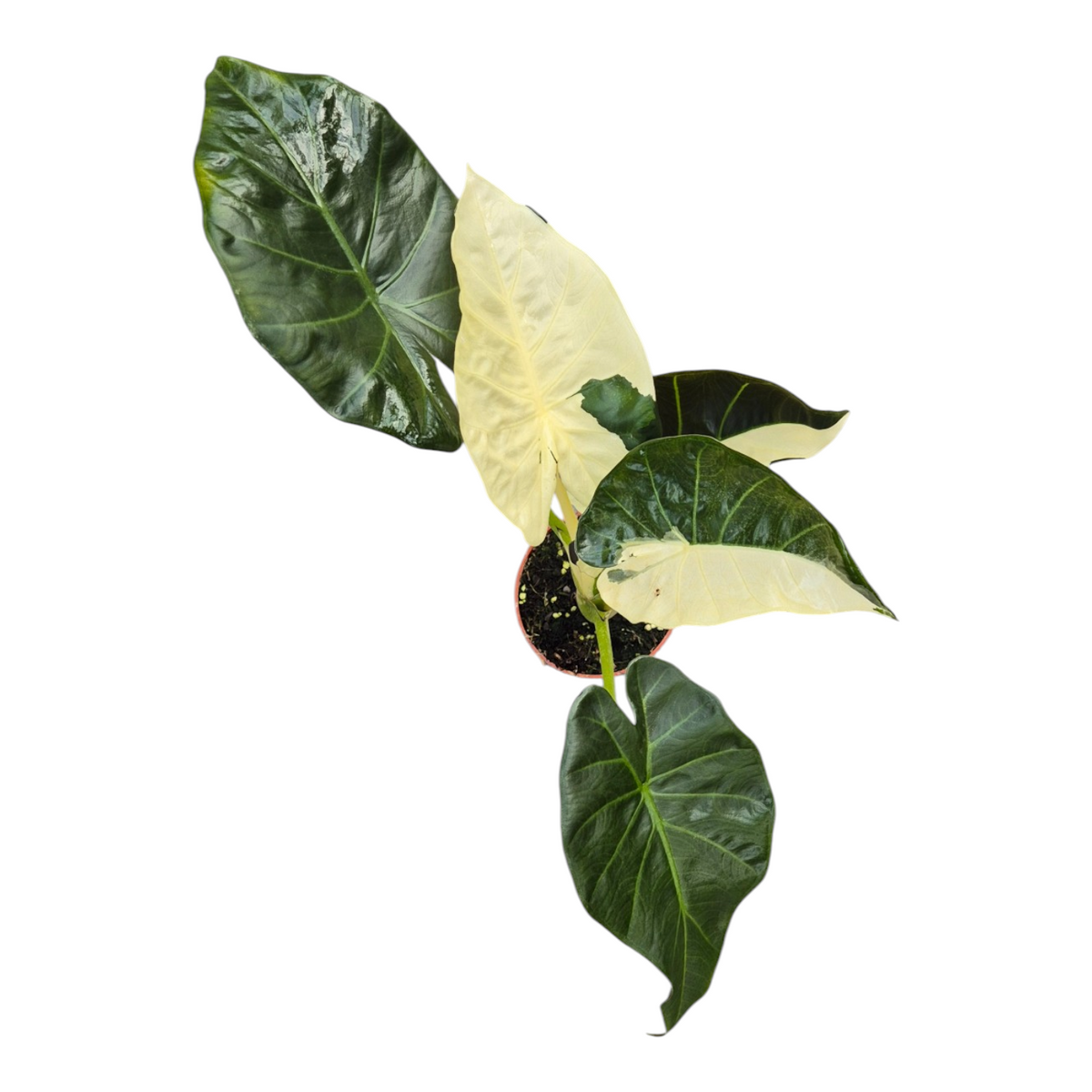 Live sale plant 145 Selected Alocasia Regal Shields Variegata