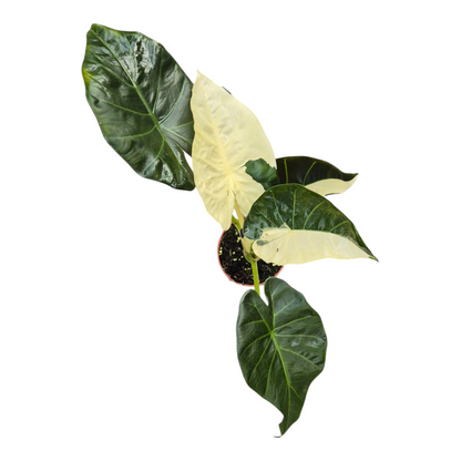 Live sale plant 145 Selected Alocasia Regal Shields Variegata