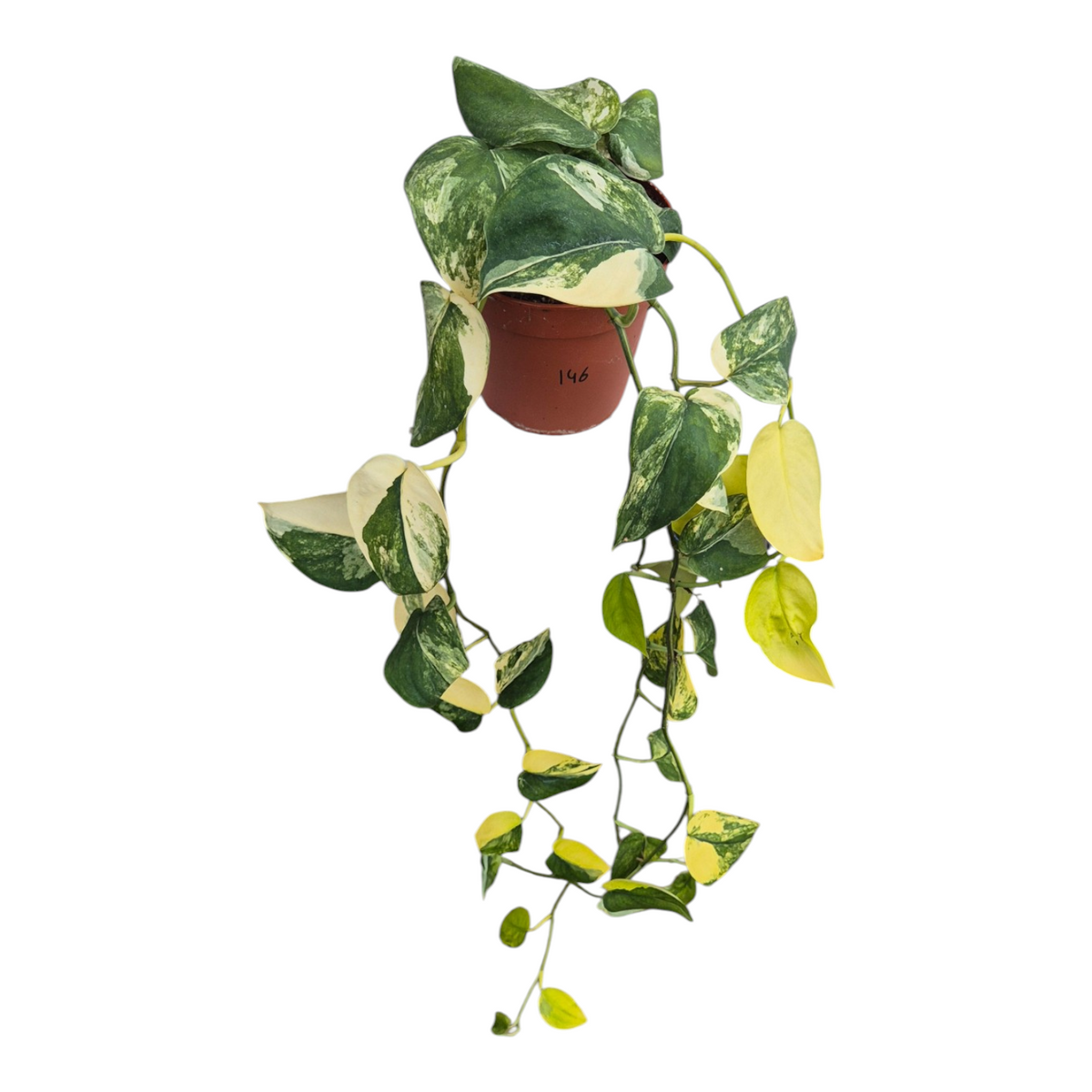 Live sale plant 146 Scindapsus Jade Satin Marble
