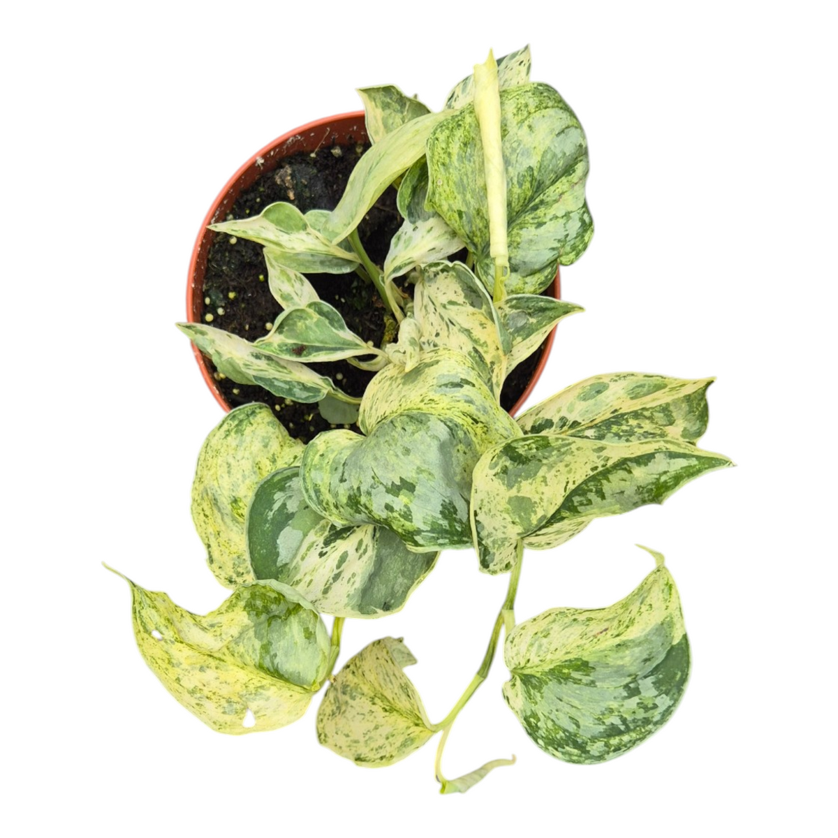 Live sale plant 147 Scindapsus Marble Queen