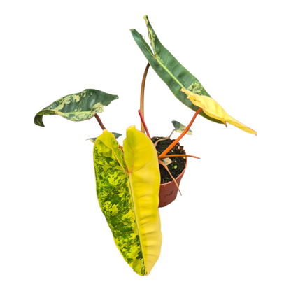 Live sale plant 148 Philodendron Billietiae Variegata
