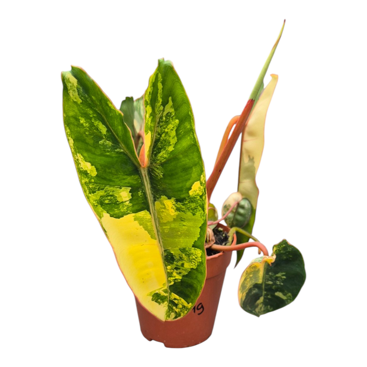 Live sale plant 149 Philodendron Billietiae Variegata