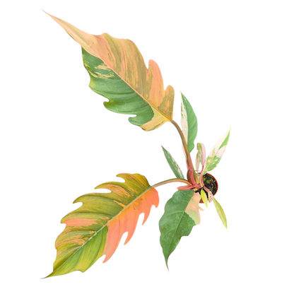 Live sale plant 150 Philodendron Caramel Marble