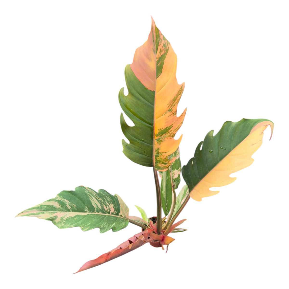 Live sale plant 151 Philodendron Caramel Marble