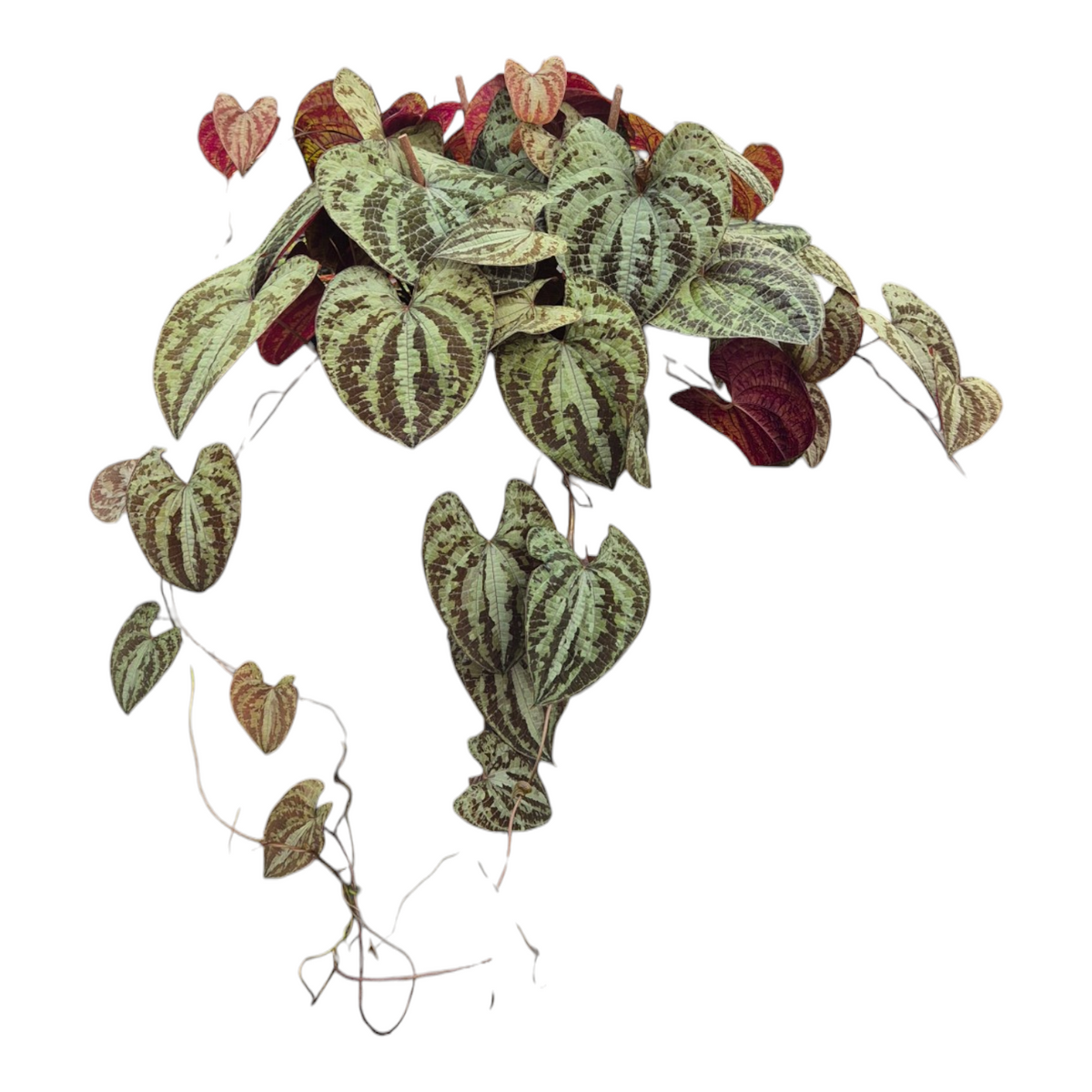 Live sale plant 153 Dioscorea Discolor