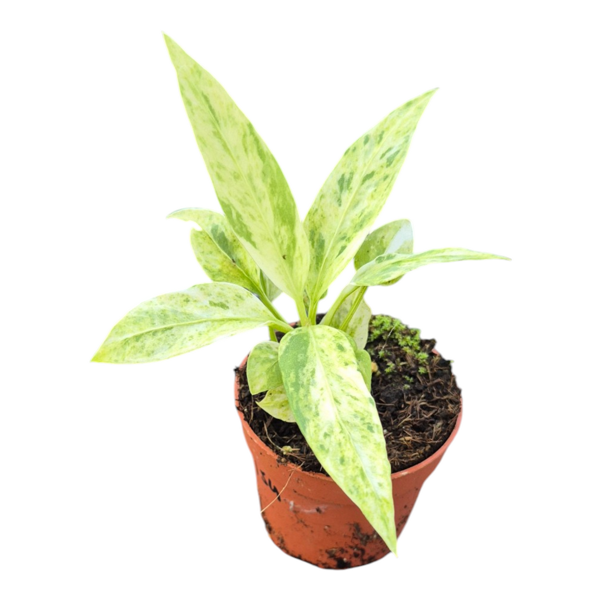 Live sale plant 154 Anthurium Vittarifolium Variegata