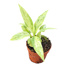 Live sale plant 154 Anthurium Vittarifolium Variegata