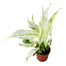 Spatiphyllum Snow Feather
