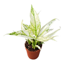 Spatiphyllum Snow Feather