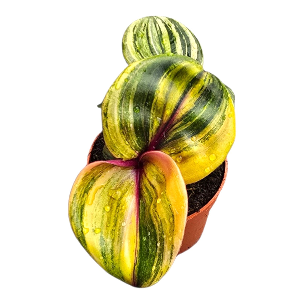 Geogenanthus Ciliatus "Aura Flame"