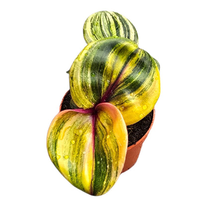 Geogenanthus Ciliatus "Aura Flame"