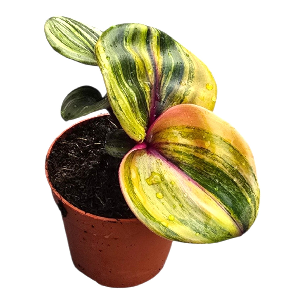 Geogenanthus Ciliatus "Aura Flame"