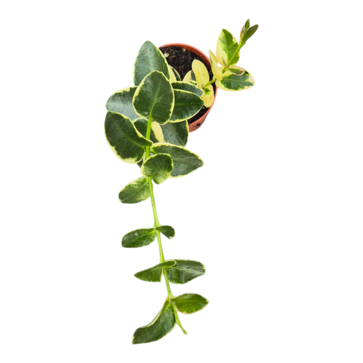 Live sale plant 156 Hoya Cummingiana Variegata