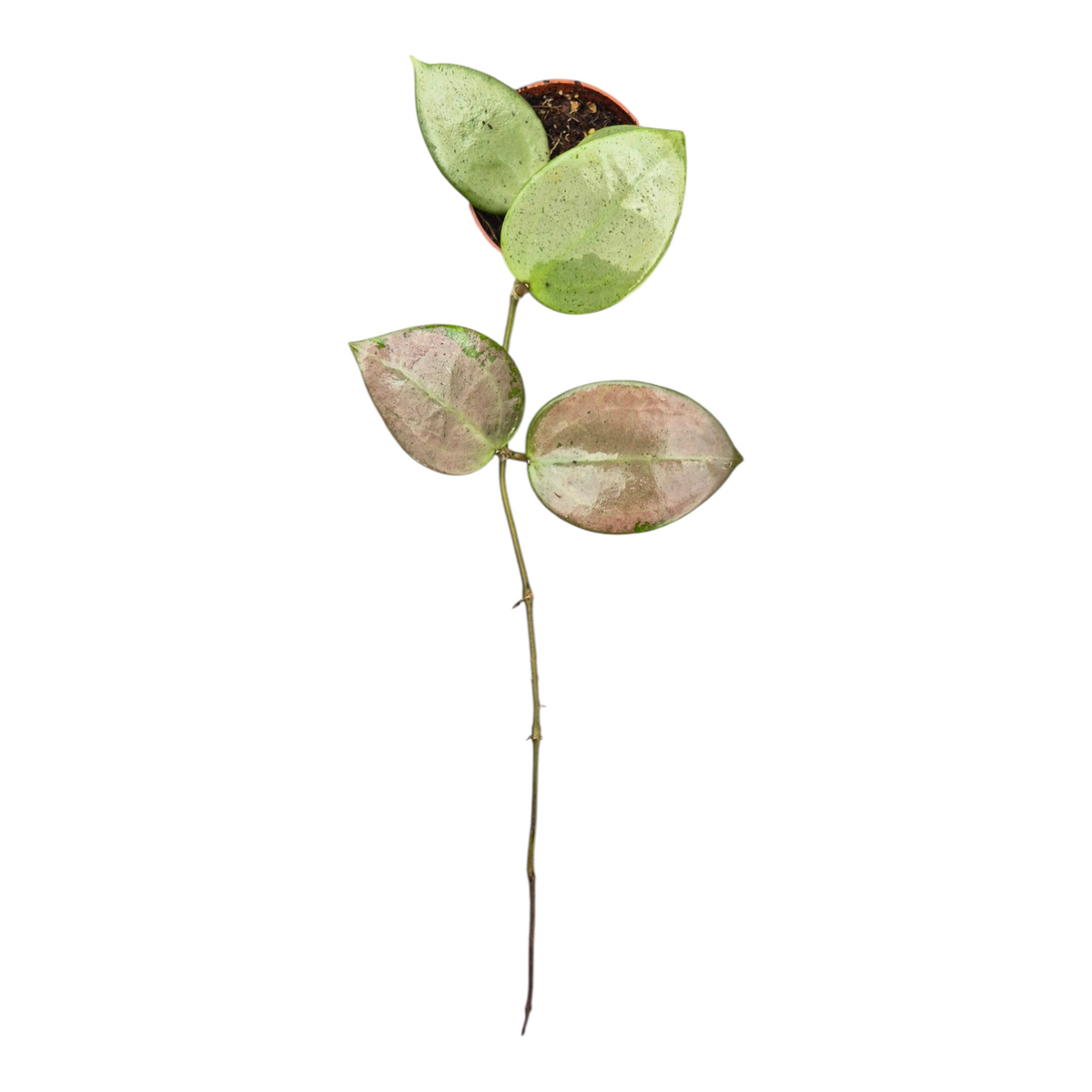 Live sale plant 157 Hoya Parasitica Heart Leaf Silver