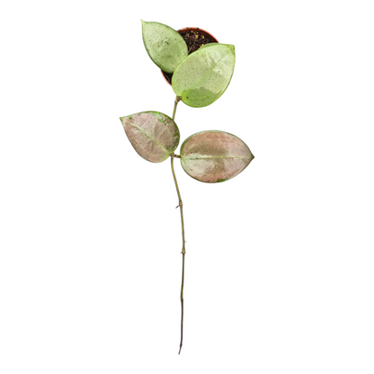 Live sale plant 157 Hoya Parasitica Heart Leaf Silver