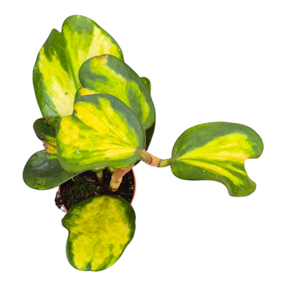 Live sale plant 159 Hoya Kerrii Spot