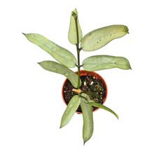 Live sale plant 160 Hoya Pandurata Silver