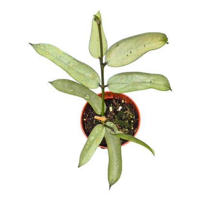 Live sale plant 160 Hoya Pandurata Silver