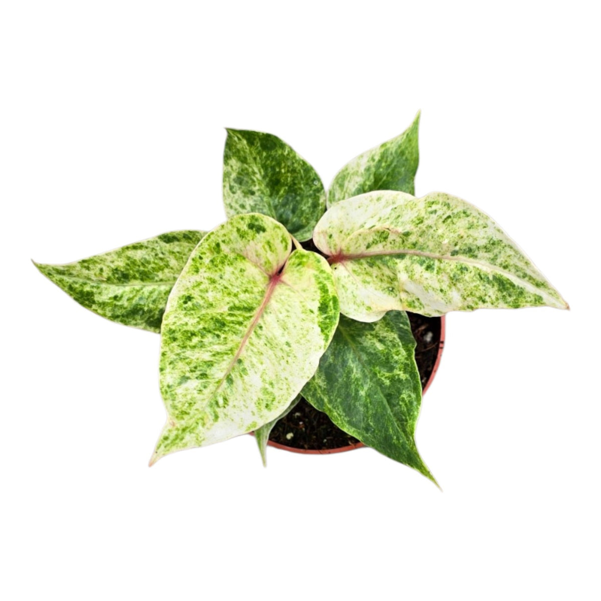 Anthurium Hookerii Variegata