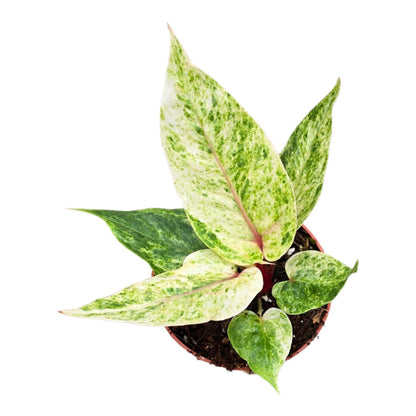 Anthurium Hookerii Variegata