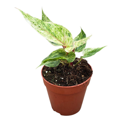 Anthurium Hookerii Variegata