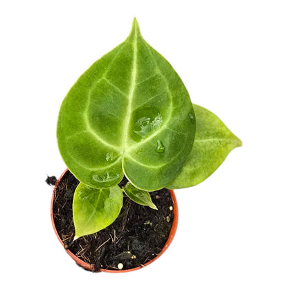 Anthurium King of Clarinervium Sulanjana