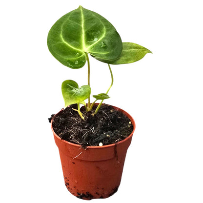 Anthurium King of Clarinervium Sulanjana
