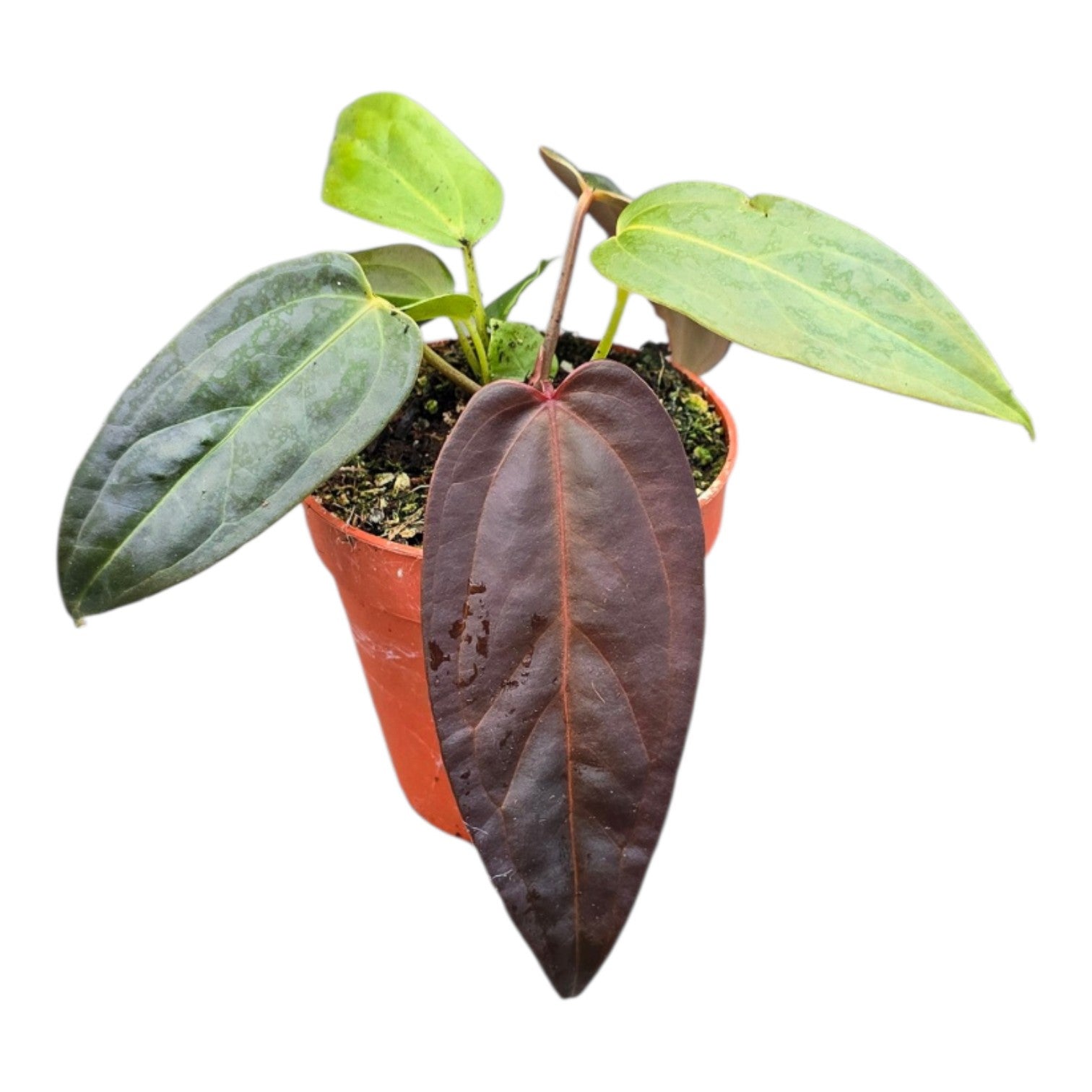 DocBlock Anthurium Dark & Handsome® '9' X Dark & Handsome® '9