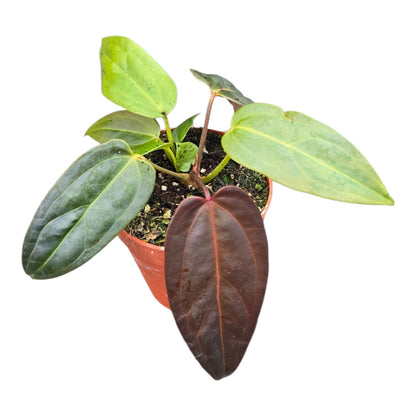 DocBlock Anthurium Dark & Handsome® '9' X Dark & Handsome® '9'