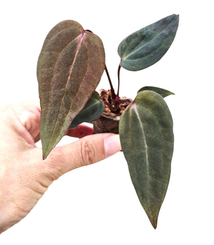 DocBlock Anthurium Dark & Handsome® '9' X Dark & Handsome® '9'