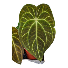 Anthurium Hybrid *Verrassing*