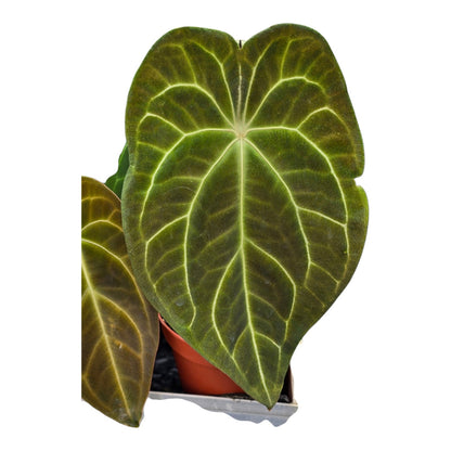Anthurium Hybrid *Verrassing*