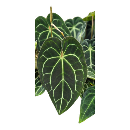 Anthurium Hybrid *Verrassing*