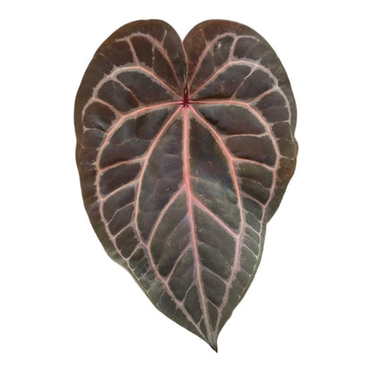 Anthurium Hybrid *Verrassing*