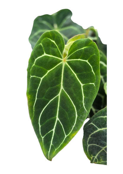 Anthurium Hybrid *Verrassing*