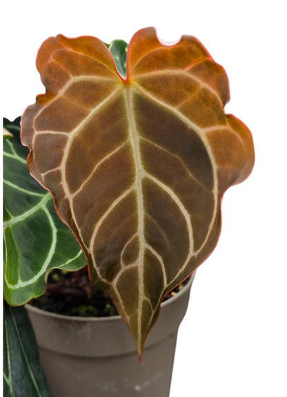 Anthurium Hybrid *Verrassing*