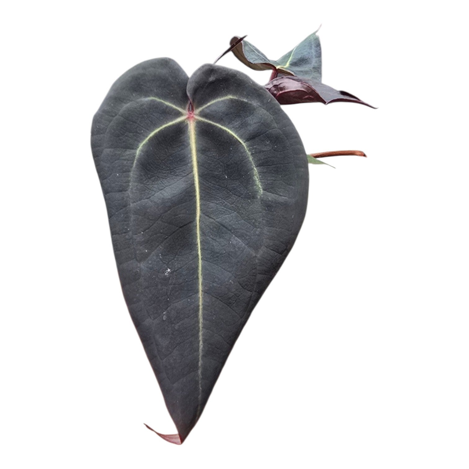 DocBlock Anthurium Red Velvet Cake® '24' X Red Velvet Cake® '24