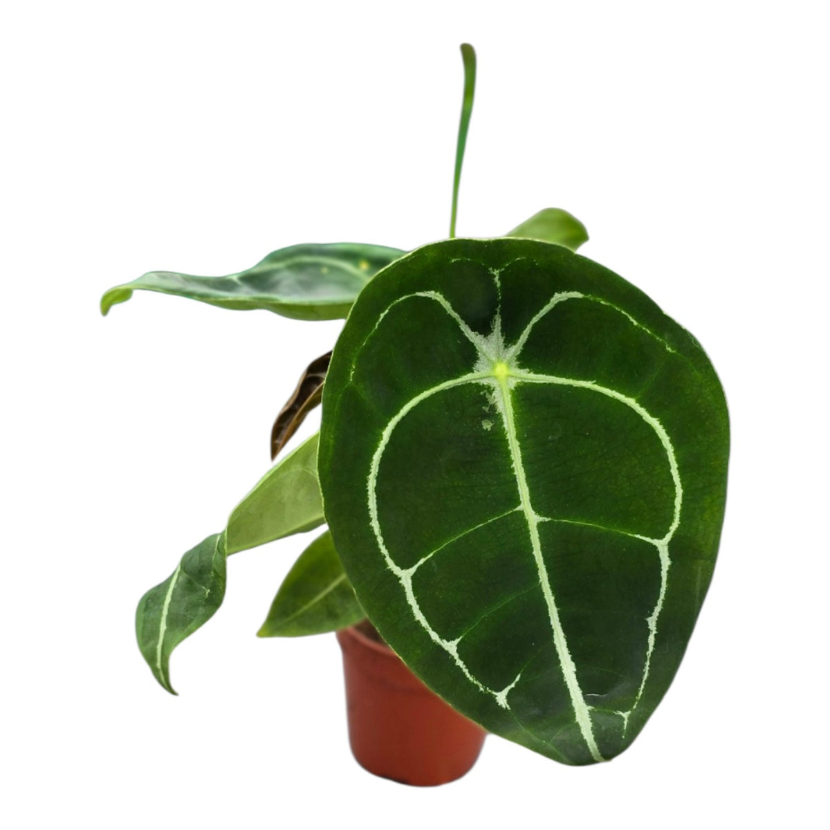 Anthurium Forgetii