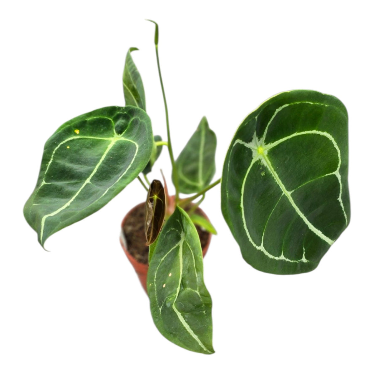 Anthurium Forgetii