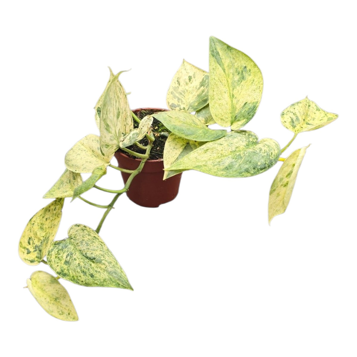 Scindapsus Halimoon