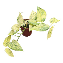 Scindapsus Halimoon