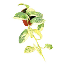 Scindapsus Silver Splash Variegata
