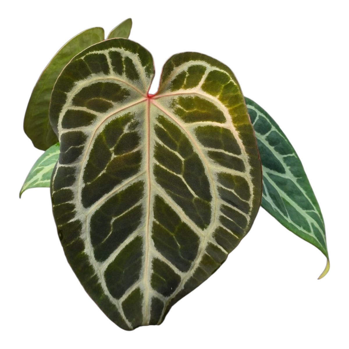 Anthurium Silver Blush Mint x Michelle