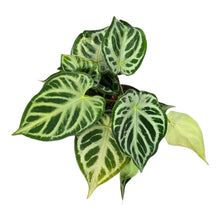 Anthurium Silver Blush