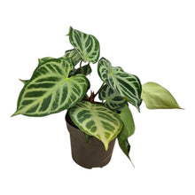 Anthurium Silver Blush