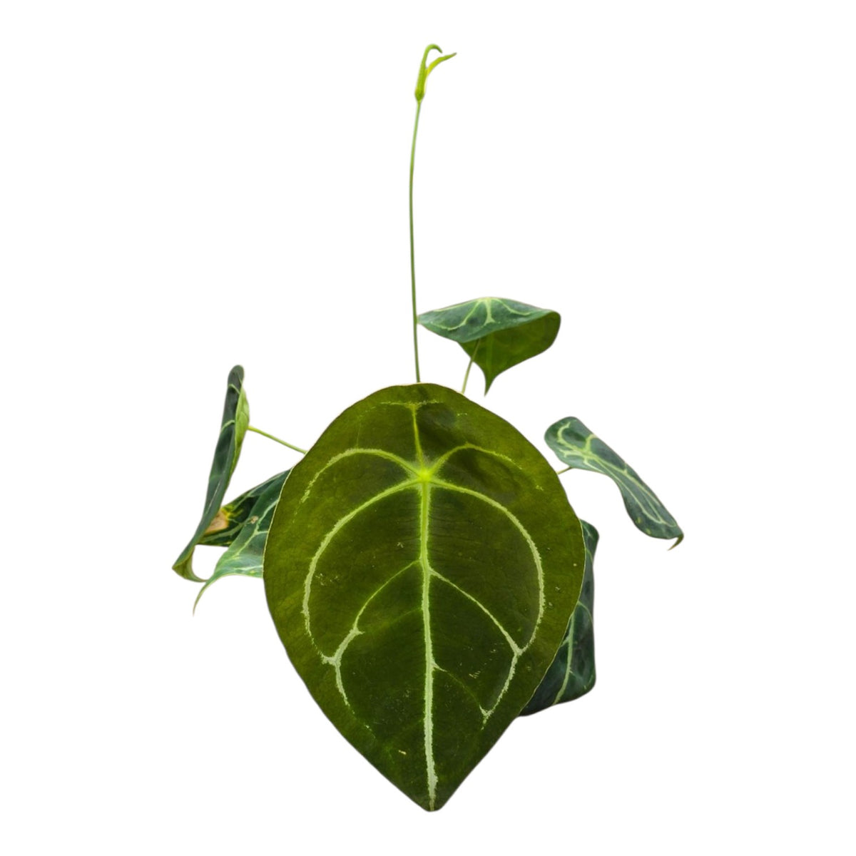 Anthurium Forgetii