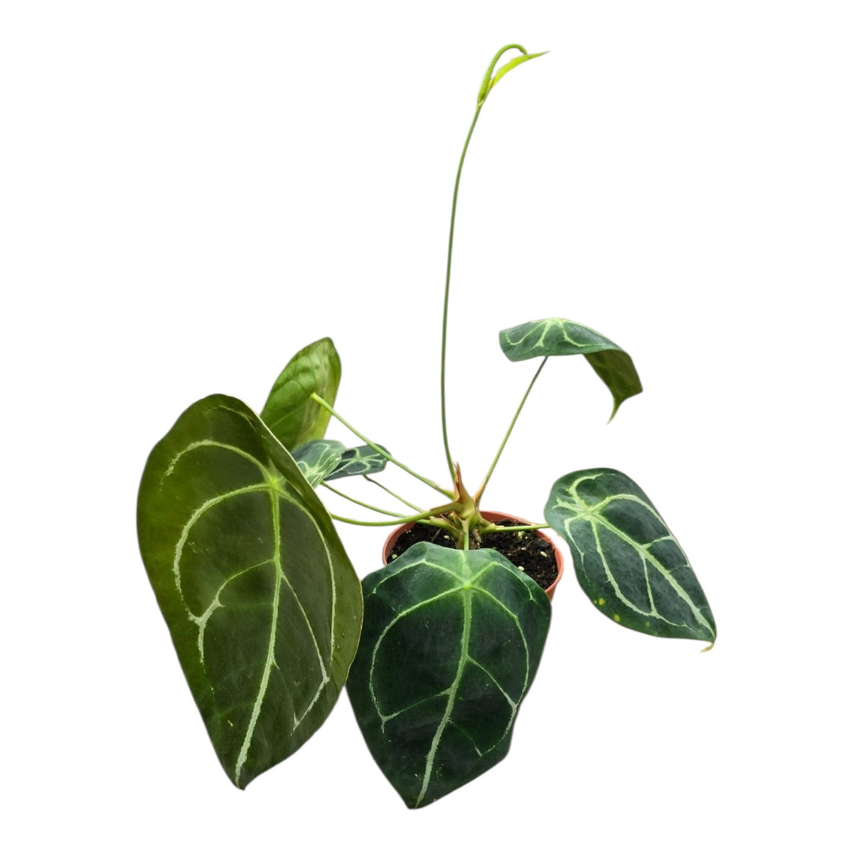 Anthurium Forgetii